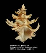 Babelomurex gemmatus